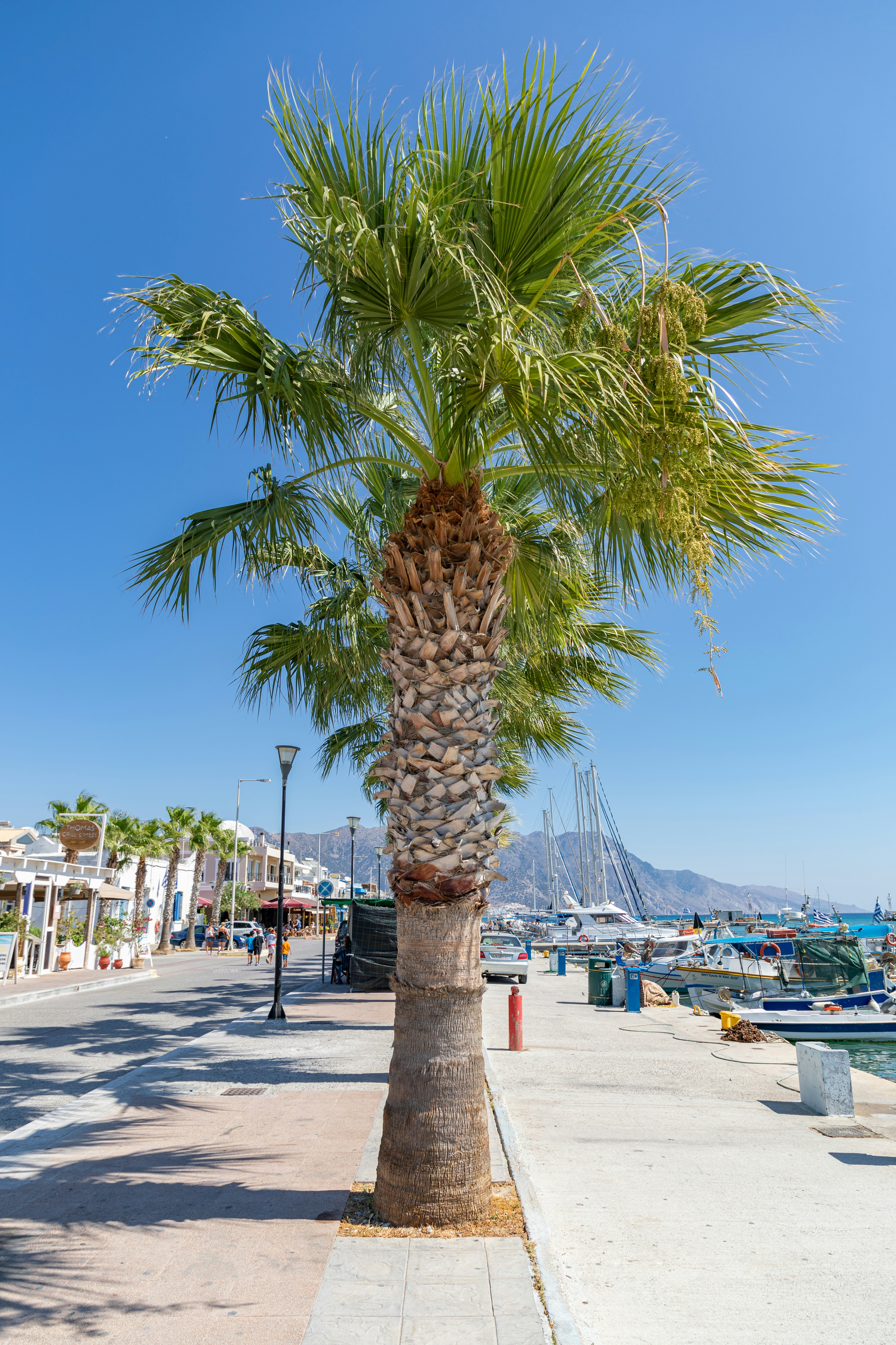 palm tree near body of water during daytime